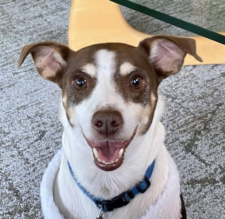 Doodles smiling
