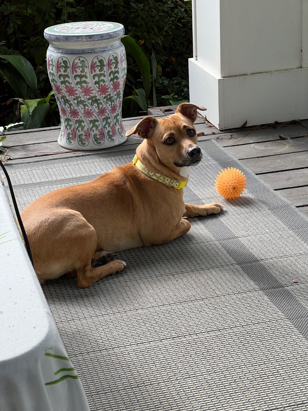 Buttercup at home